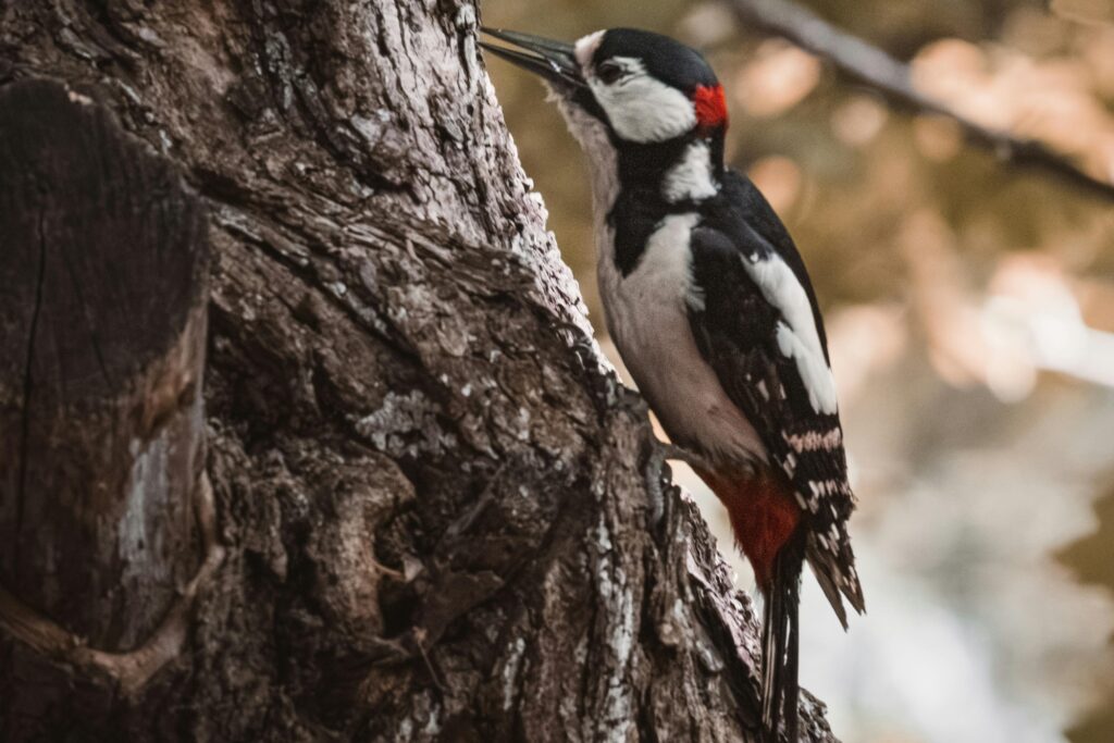 A woodpecker on the tree trunk
